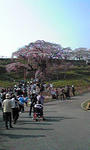 三春の滝桜