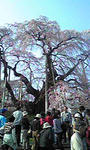 三春の滝桜２
