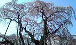 三春の滝桜３