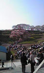 三春の滝桜４