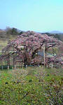 三春の滝桜５