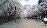 大学の並木