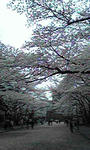 大学の並木２