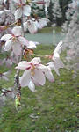 大学の桜