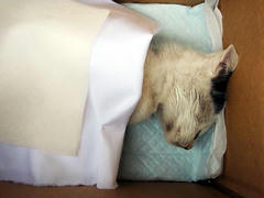 野良仔猫ブッチ