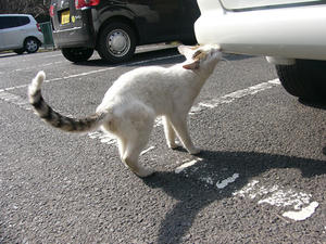 cat.jpg