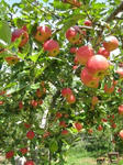 IMG_2128apple.JPG