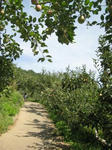 IMG_2126apple.JPG