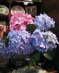 IMG_4272s.JPG