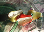 KIF_6618web.JPG