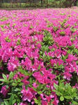 DSCF3488.JPGweb.JPG