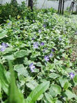 DSCF3487.JPGweb.JPG