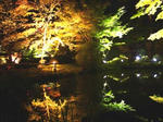 lightup.jpg
