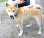 P1010465koma2.jpg