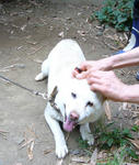 kdog02.jpg