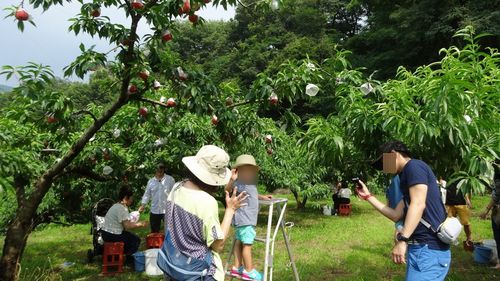 御坂もぎたてでジューシーな桃を食べ放題できる桃狩り子供が喜ぶおすすめ農園