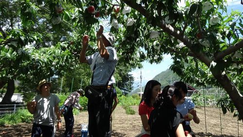 御坂子供が喜ぶおすすめ農園もぎたてでジューシーな桃を食べ放題できる桃狩り