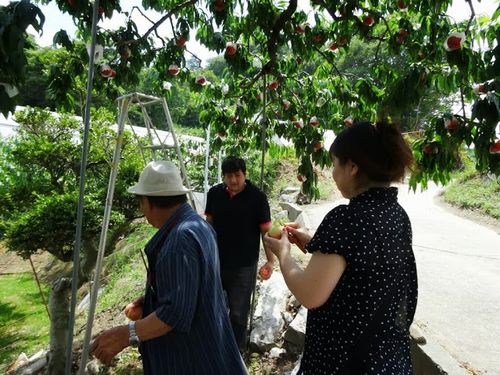 一宮御坂の評判の良い桃狩り農園美味しい格安食べ放題