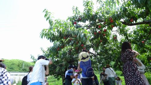 御坂で桃狩り人気おすすめの格安農園で食べ放題直売所