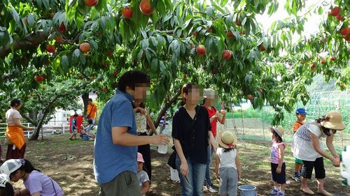 評判の良い観光園(笛吹市御坂町)桃狩り食べ放題。お土産を買うならここの直売所がおすすめ