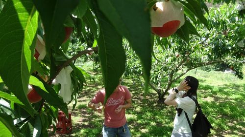 2019年おすすめの桃狩り食べ放題できる山梨(御坂町)農園農場。時間制限なしで家族で楽しめる