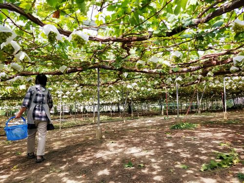 勝沼人気一人でも楽しめるお得なぶどう狩り無農薬低農薬のぶどうを試食できる直売所