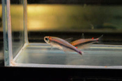 ｗｉｌｄ レッドポイントスーパーブルーテトラ ３ｃｍ ペットのデパート東葛本店観賞魚２