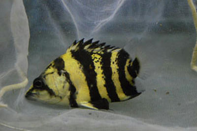 ニューギニアダトニオ約10cm