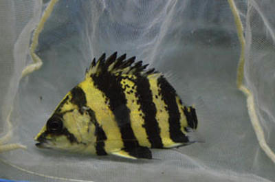 ニューギニアダトニオ約10cm ニューギニアダトニオ約10cm