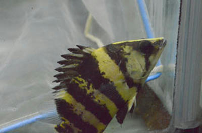 ニューギニアダトニオ約10cm