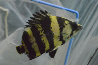 ニューギニアダトニオ 10㎝｜ペットのデパート東葛本店観賞魚2
