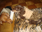 2007-12-21.jpg