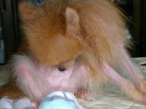 chibi   20060709-1.JPG