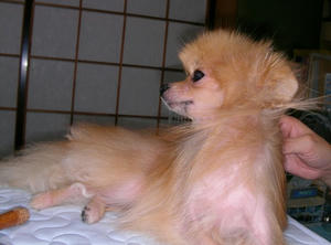 shanpu-20060820
