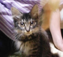 mi-chan 