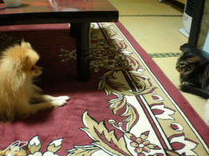 chibi to mi-chan 