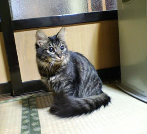 mi-chan