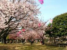 rojoukouen-sakura-08