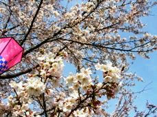 rojoukouen-sakura-08