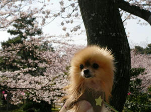 rojoukouen-sakura-08