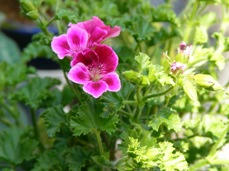 20080429-5.JPG