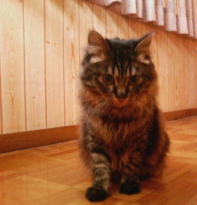 mi-chan