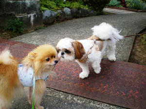 chibi to cocochan