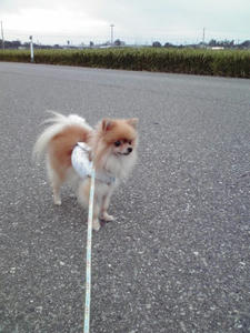 chibi