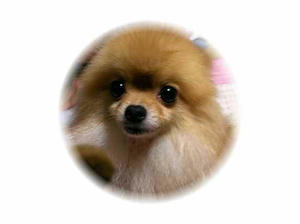 chibi