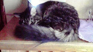 mi-chan