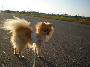 chibi