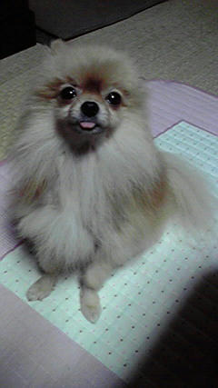 chibi