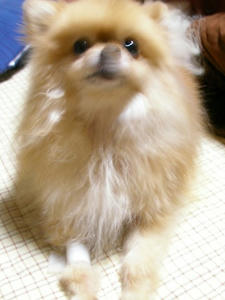 chibi