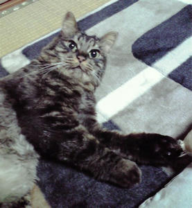 mi-chan